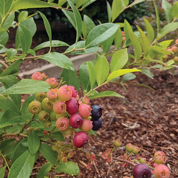 Nocturne Blueberry Bush - Nature Hills Nursery - #1 Container - 