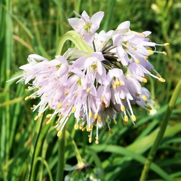 Nodding Onion (Allium cernuum), a perennial featuring pink flowers and perennial.