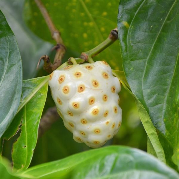 Noni Tree - Nature Hills Nursery - #5 Container 5 - 6 Feet - 