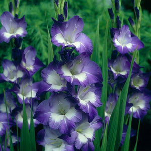 Nori Gladiolus - Nature Hills Nursery - 12 Pack Bulbs - 