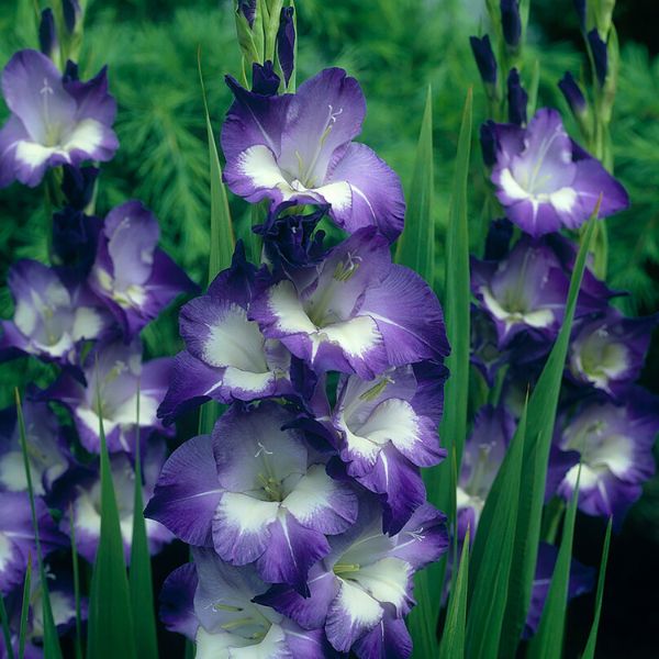 Nori Gladiolus