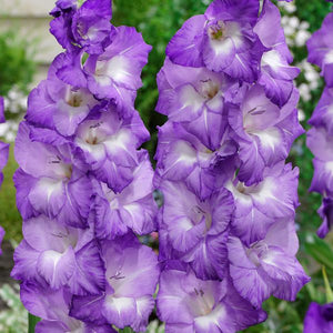 Nori Gladiolus - Nature Hills Nursery - 12 Pack Bulbs - 