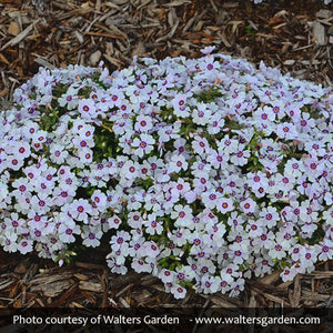 North Hills Creeping Phlox - Nature Hills Nursery - #1 Container - 