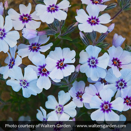 North Hills Creeping Phlox - Nature Hills Nursery - #1 Container - 