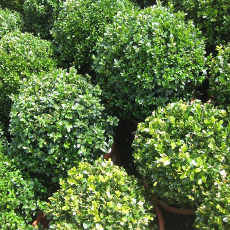 North Star Boxwood shrub with dense, rounded mounds of small glossy green leaves in a container garden.