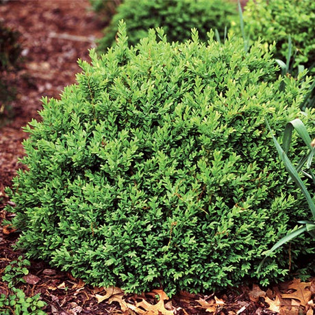 North Star Boxwood shrub with dense rounded mounding habit and bright green foliage growing in a mulched garden bed.