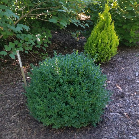 North Star Boxwood shrub with dense dark green foliage trimmed into a compact mound, planted in a mulched garden bed.