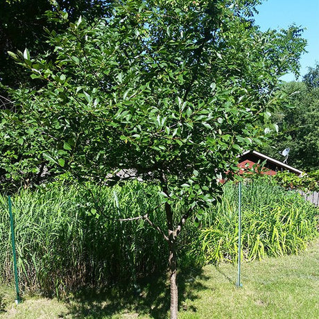 North Star Cherry Tree