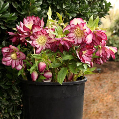 North Star™ Garnet Frills Lenten Rose - Perennial - Nature Hills Nursery - 1 Container - 