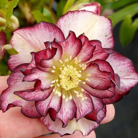 North Star™ Garnet Frills Lenten Rose - Perennial - Nature Hills Nursery - 1 Container - 