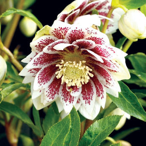 North Star™ Ruby Heart Lenten Rose - Perennial - Nature Hills Nursery - 1 Container - 