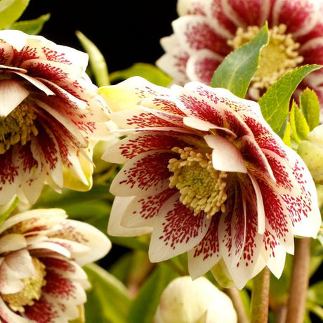 North Star™ Ruby Heart Lenten Rose - Perennial - Nature Hills Nursery - 1 Container - 