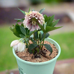 North Star™ Ruby Heart Lenten Rose - Perennial - Nature Hills Nursery - 1 Container - 