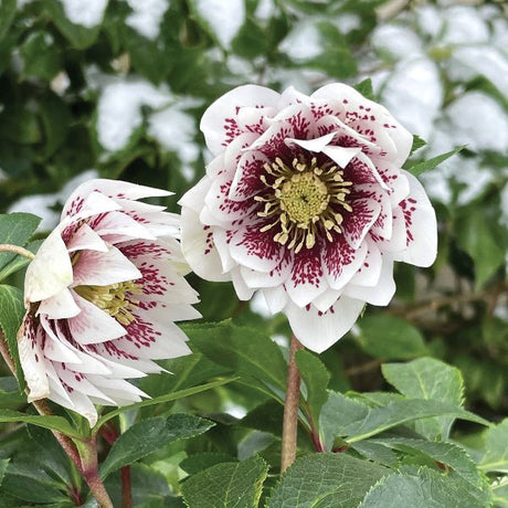 North Star™ Ruby Heart Lenten Rose - Perennial - Nature Hills Nursery - 1 Container - 