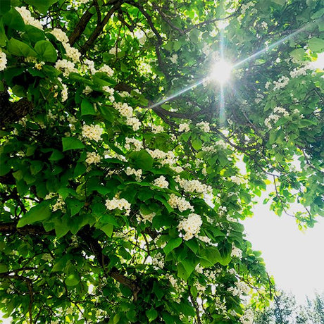 Northern Catalpa