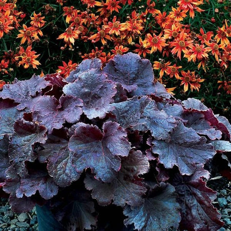 dressed up evening gown coral bells used in landscaping Dressed Up 'Evening Gown' Coral Bells