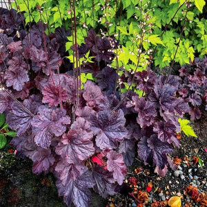 Northern Exposure™ Black Coral Bells in Landscape