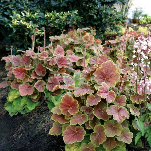 Northern Exposure™ Sienna Coral Bells (Heuchera x 'TNHEUNESI') planted in a residential landscape.