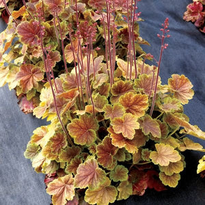 Northern Exposure™ Sienna Coral Bells (Heuchera x 'TNHEUNESI') growing in a garden landscape, showing mature perennial form.