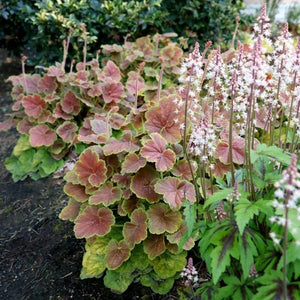 Northern Exposure™ Sienna Coral Bells (Heuchera x 'TNHEUNESI'), a perennial featuring pink flowers and perennial.
