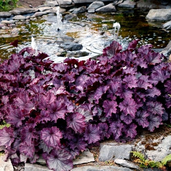 Northern Exposure&trade; Purple Coral Bells - Nature Hills Nursery - #1 Container - 