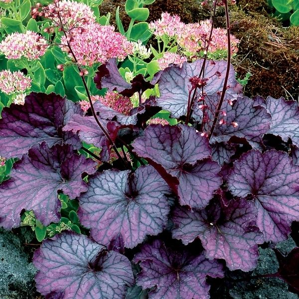 Northern Exposure&trade; Purple Coral Bells - Nature Hills Nursery - #1 Container - 