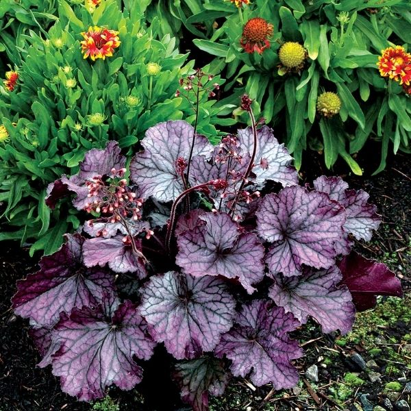 Northern Exposure&trade; Purple Coral Bells - Nature Hills Nursery - #1 Container - 