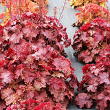 Northern Exposure&trade; Red Coral Bells - Nature Hills Nursery - #1 Container - 