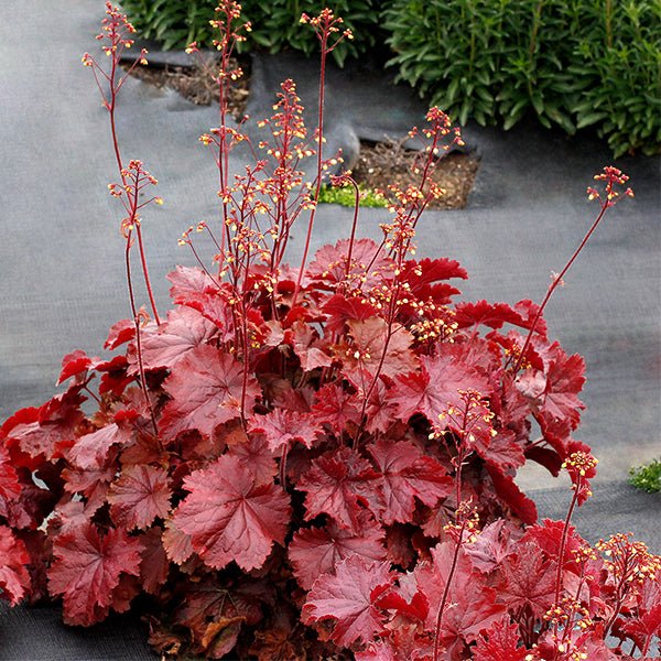 Northern Exposure&trade; Red Coral Bells - Nature Hills Nursery - #1 Container - 