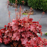 Northern Exposure&trade; Red Coral Bells - Nature Hills Nursery - #1 Container - 