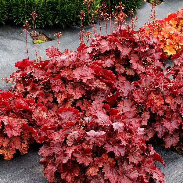 Northern Exposure&trade; Red Coral Bells - Nature Hills Nursery - #1 Container - 