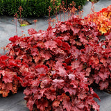 Northern Exposure&trade; Red Coral Bells - Nature Hills Nursery - #1 Container - 