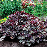 Northern Exposure&trade; Silver Coral Bells - Nature Hills Nursery - #1 Container - 