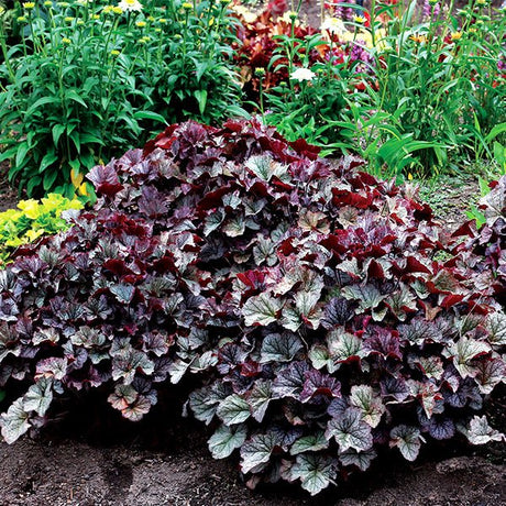 Northern Exposure&trade; Silver Coral Bells - Nature Hills Nursery - #1 Container - 