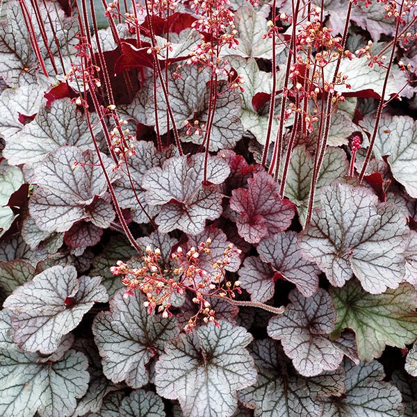 Northern Exposure&trade; Silver Coral Bells - Nature Hills Nursery - #1 Container - 