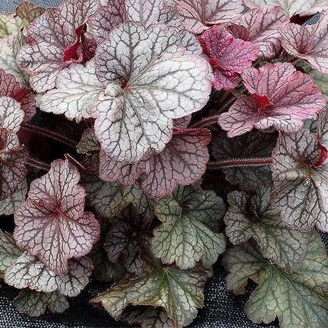 Northern Exposure&trade; Silver Coral Bells - Nature Hills Nursery - #1 Container - 