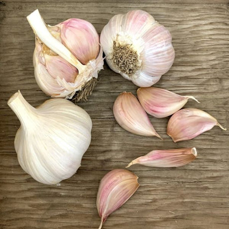 Northern Extra Hardy Porcelain Garlic - Nature Hills Nursery - 3 Pack Cloves - 