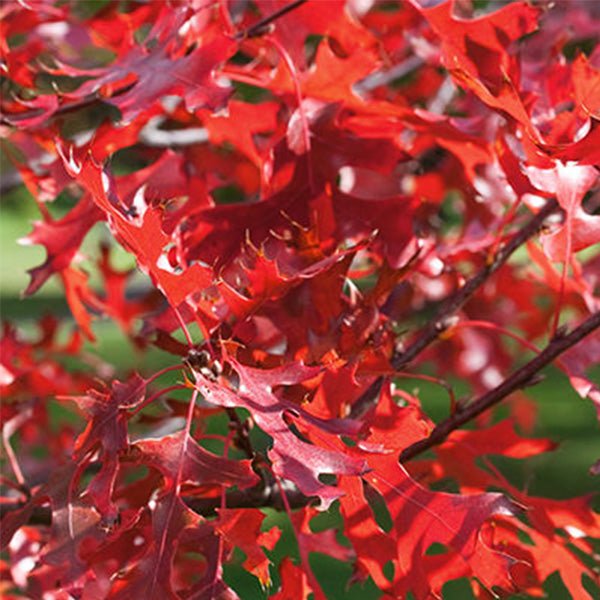 Northern Pin Oak Tree (Quercus ellipsoidalis), a tree featuring green flowers and deciduous.