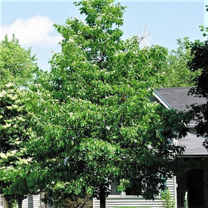 red oak house plant Northern Red Oak Tree