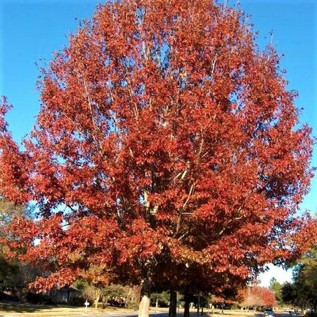 Native Rochester Tree Cold-Hardy Plants for Rochester, NY | Zone 6a Guide