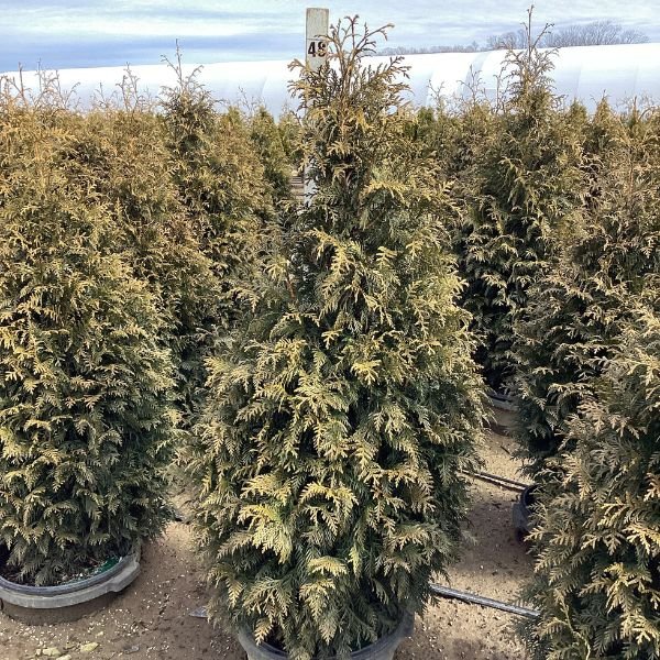 Northern Spire Western Red Cedar (Thuja plicata ‘Northern Spire’), a tree featuring evergreen and broad, dense form.