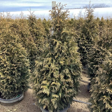 Northern Spire Western Red Cedar (Thuja plicata ‘Northern Spire’), a tree featuring evergreen and broad, dense form.