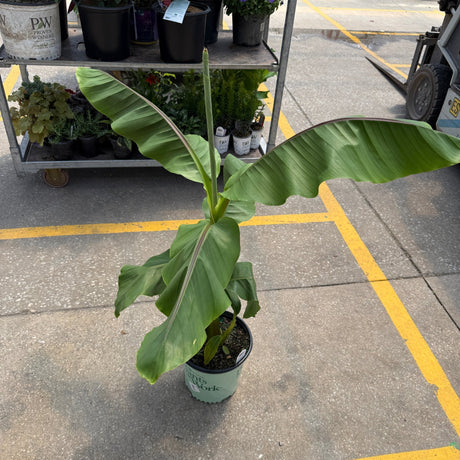 Northern Wonder Banana plant with large tropical green leaves in a small nursery container at a garden center.