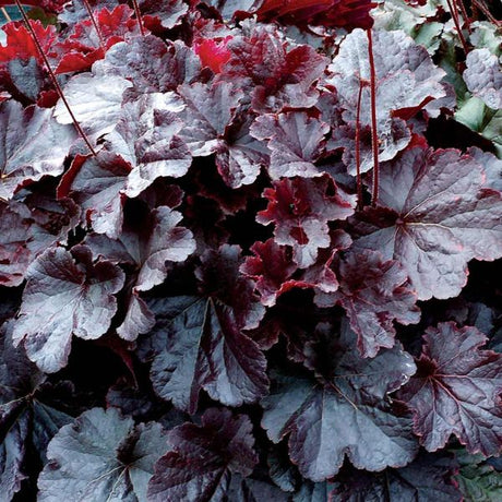 Northern Exposure™ Black Coral Bells Close up Foliage