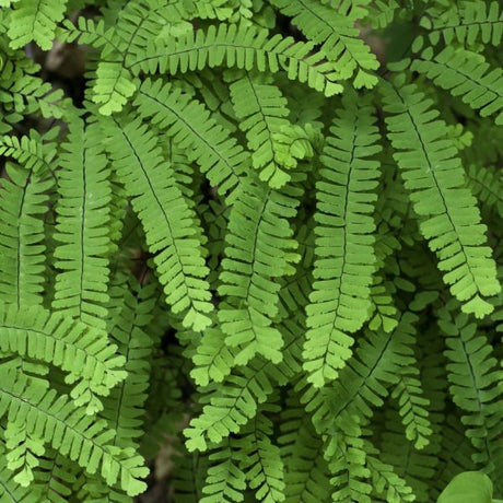 Northern Maidenhair Fern Foliage
