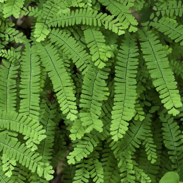 Northern Maidenhair Fern Foliage