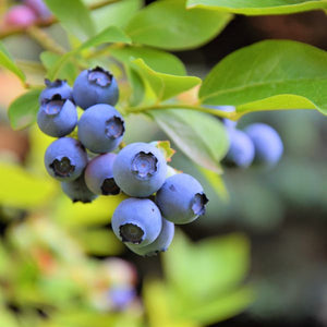 Northland Blueberry Bush - Nature Hills Nursery - #1 Container - 