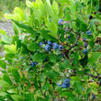 Northland Blueberry Bush - Nature Hills Nursery - #1 Container - 