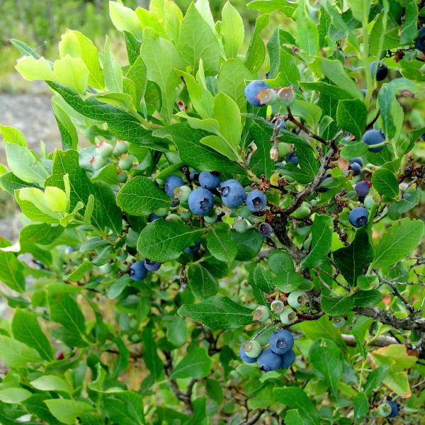 Northland Blueberry Bush - Nature Hills Nursery - #1 Container - 
