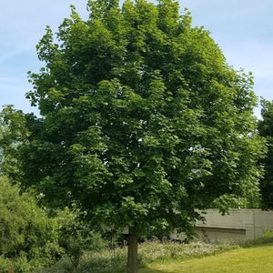Norway Maple Tree - Nature Hills Nursery - #3 Container 3 - 4 Feet - 
